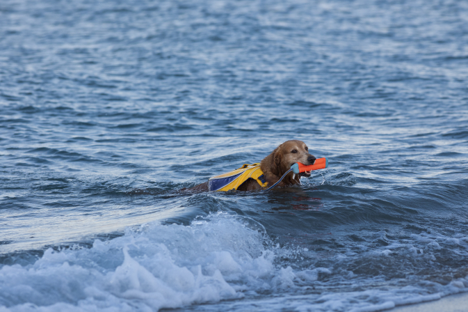 Schwimmweste für Hunde: Sicherheit geht vor – unser Vergleich der besten Modelle
